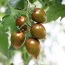 Cà chua Socola sản phẩm hữu cơ an toàn
